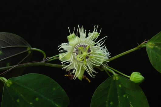 Passiflora cf. vespertilio