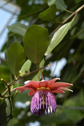 Passiflora rufostipulata 2003GR01683