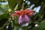 Passiflora rufostipulata