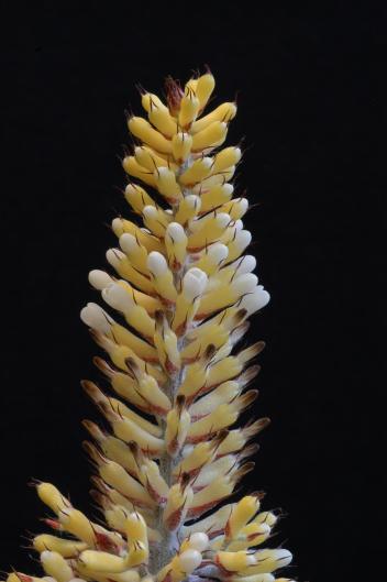 Aechmea caudata cf. f. albiflora