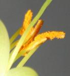 Billbergia leptopoda