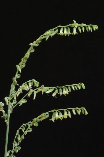 Fosterella aff. gracilis