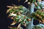 Hohenbergia penduliflora