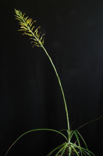 Pitcairnia halophila
