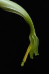 Pitcairnia longissimiflora