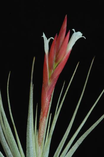 Tillandsia aff. caulescens