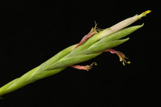 Tillandsia butzii var. roseiflora