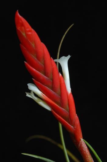 Tillandsia caulescens