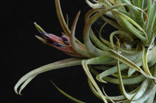 Tillandsia ionantha x Tillandsia paucifolia