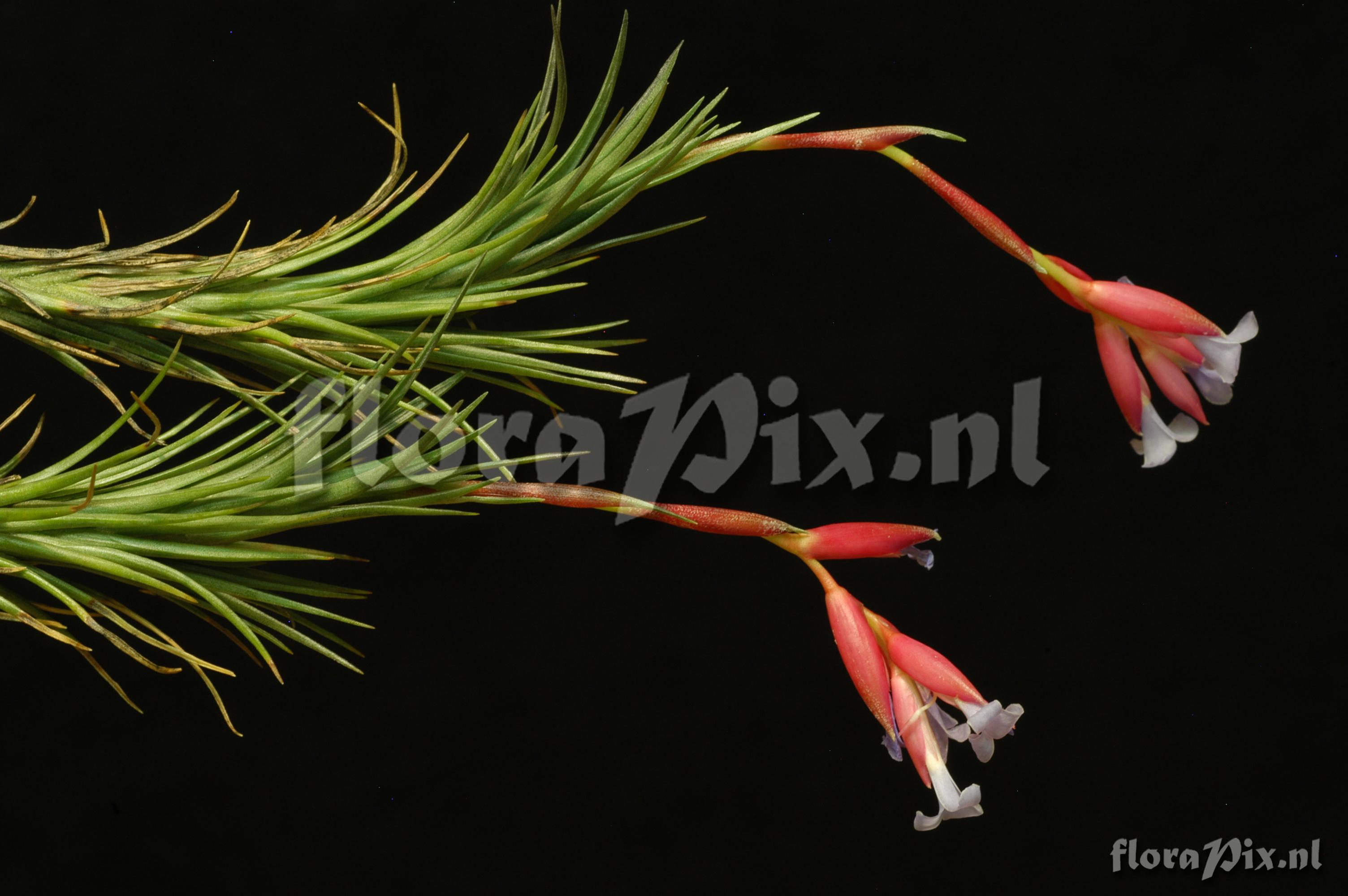 Tillandsia tenuifolia var. tenuifolia