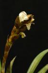 Werauhia aff. gladioliflora