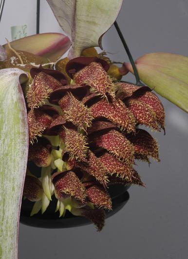 Bulbophyllum phalaenopsis 'Marja'