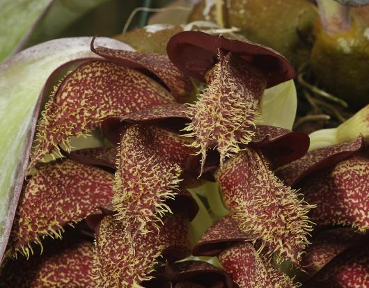 Bulbophyllum phalaenopsis 'Marja'