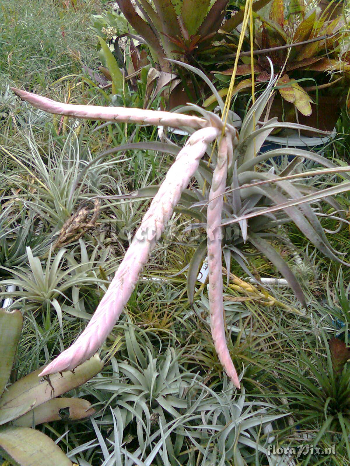 Tillandsia chiapensis x streptophylla