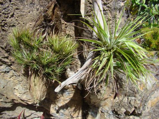 Tillandsia tenuifolia var alba ?