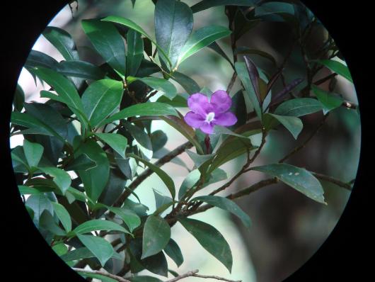 Brunfelsia dwyeri 
