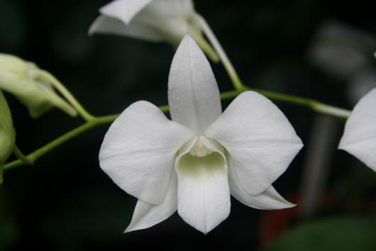 Dendrobium phalaenopsis 'Album' 