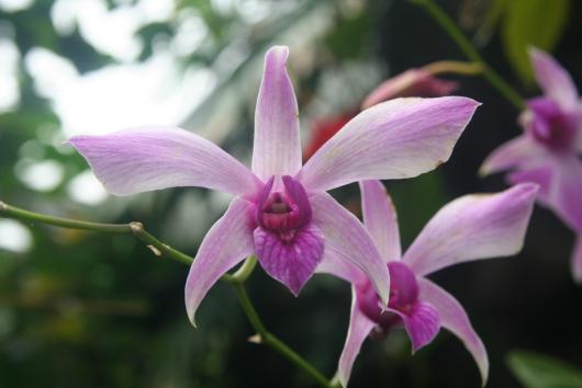 Dendrobium phalaenopsis 'Fleischeri'