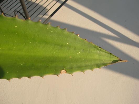 Furcraea selloa or related species