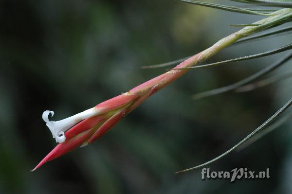 Tillandsia bagua-grandensis