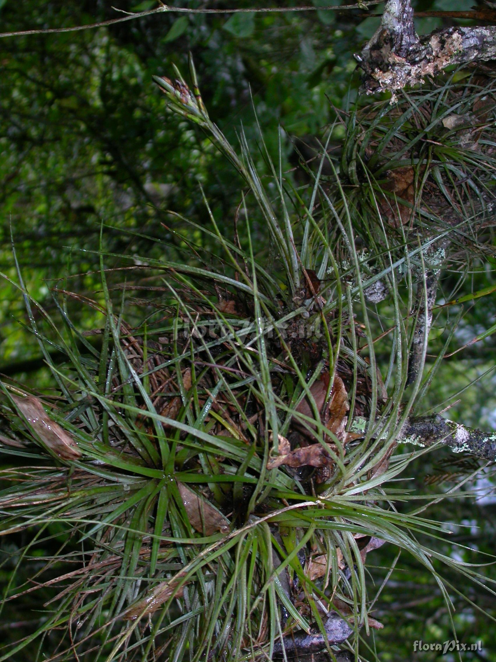 Tillandsia floribunda Kunth
