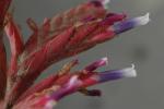 Tillandsia appendiculata (Vriesea)