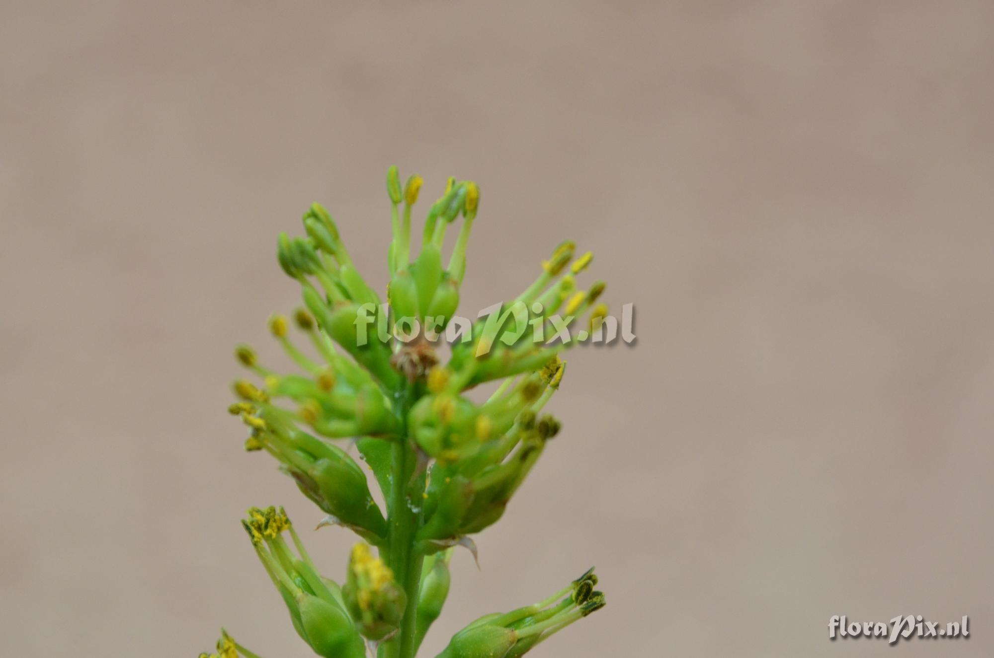 unknown Encholirium Species