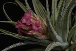 Click for details Tillandsia ‘Pink Sugar’