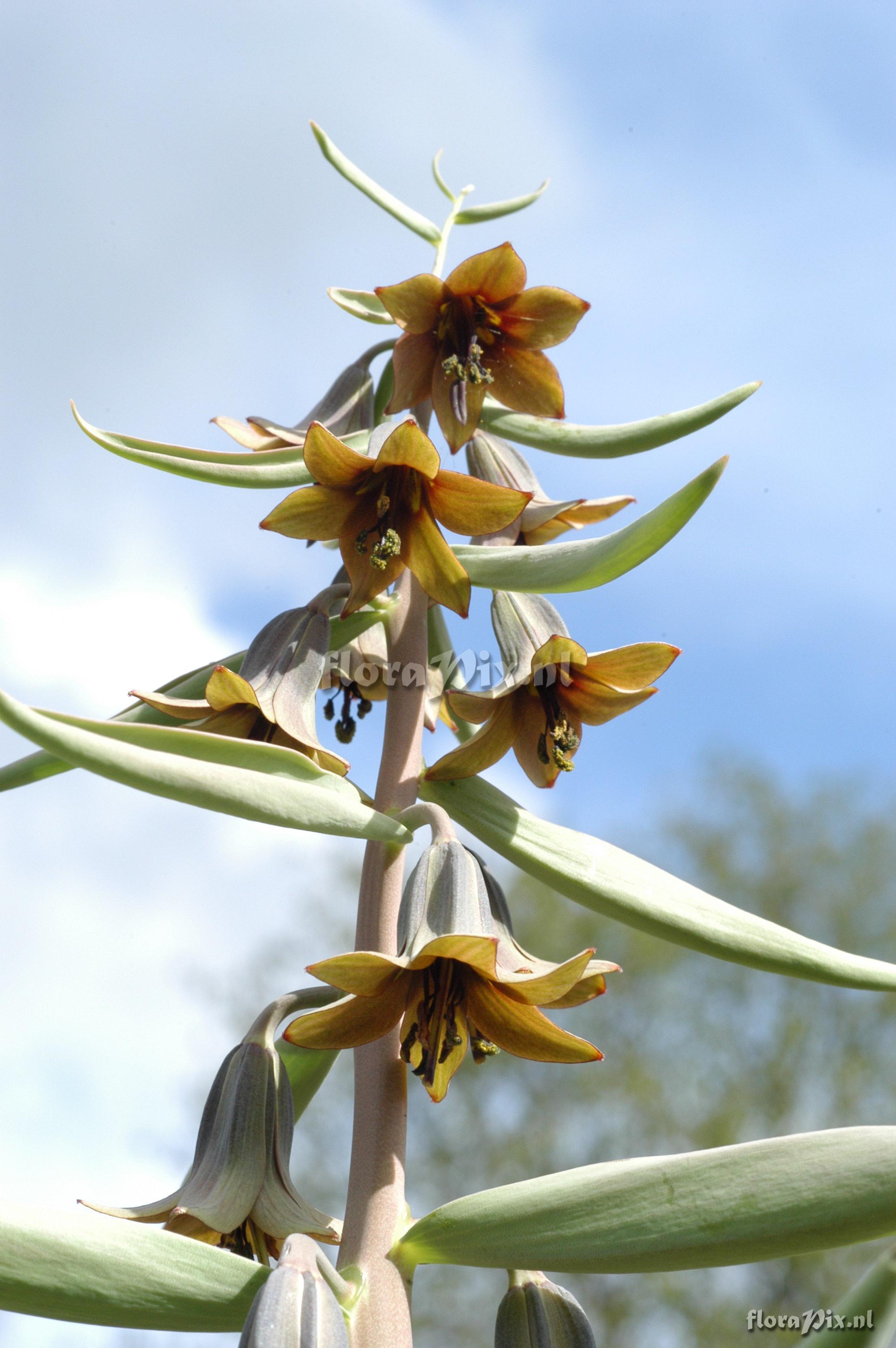 Fritillaria sewerzowii