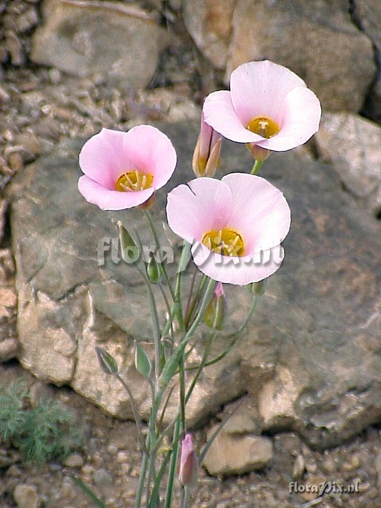 Calochortus nuttallii