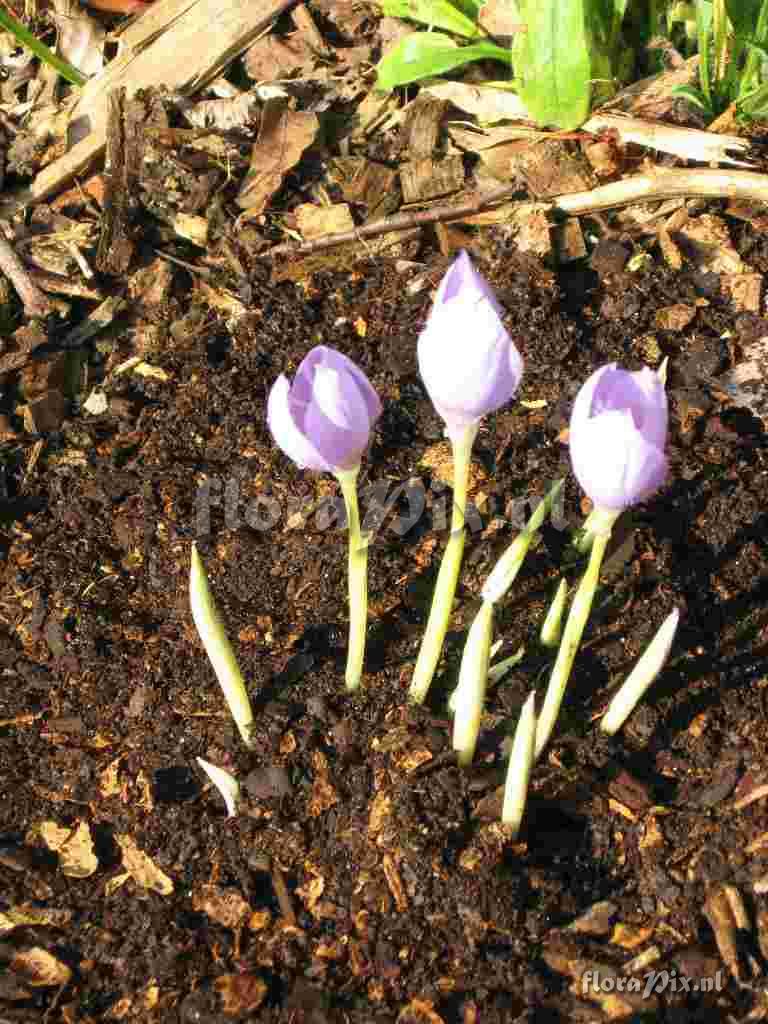 Crocus banaticus