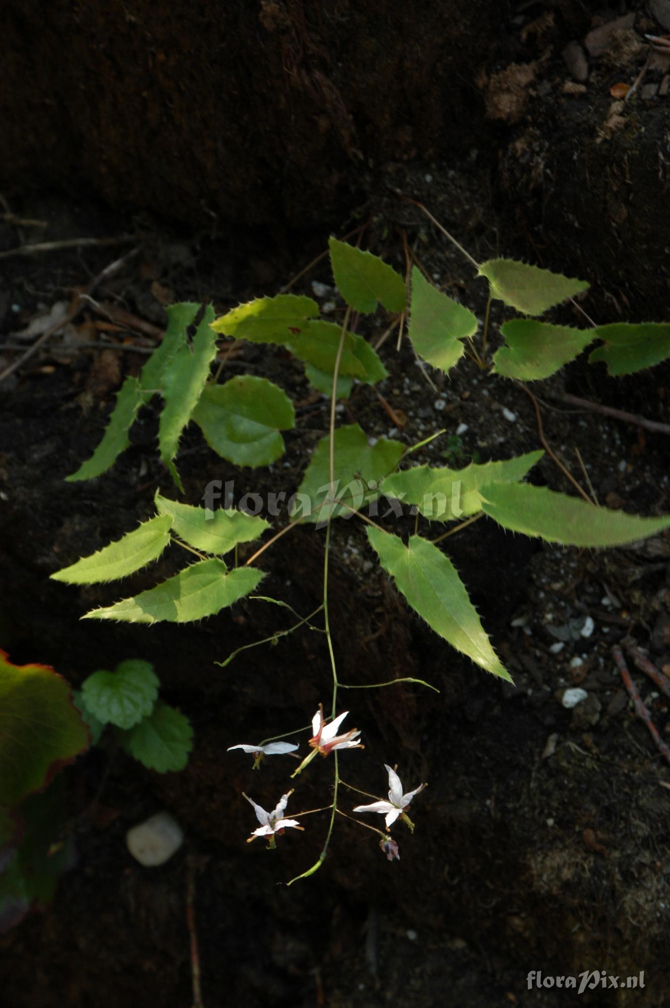 Epimedium fargesii
