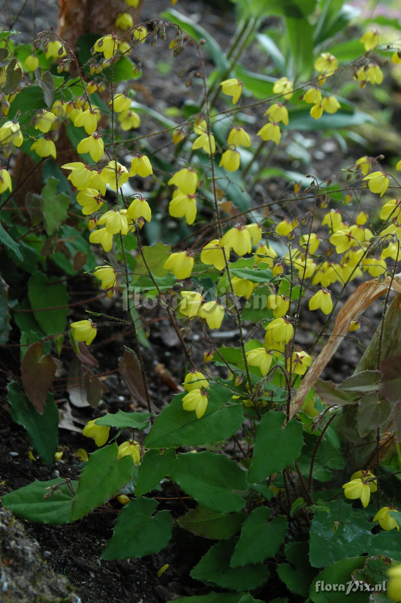 Epimedium ecalcaratum