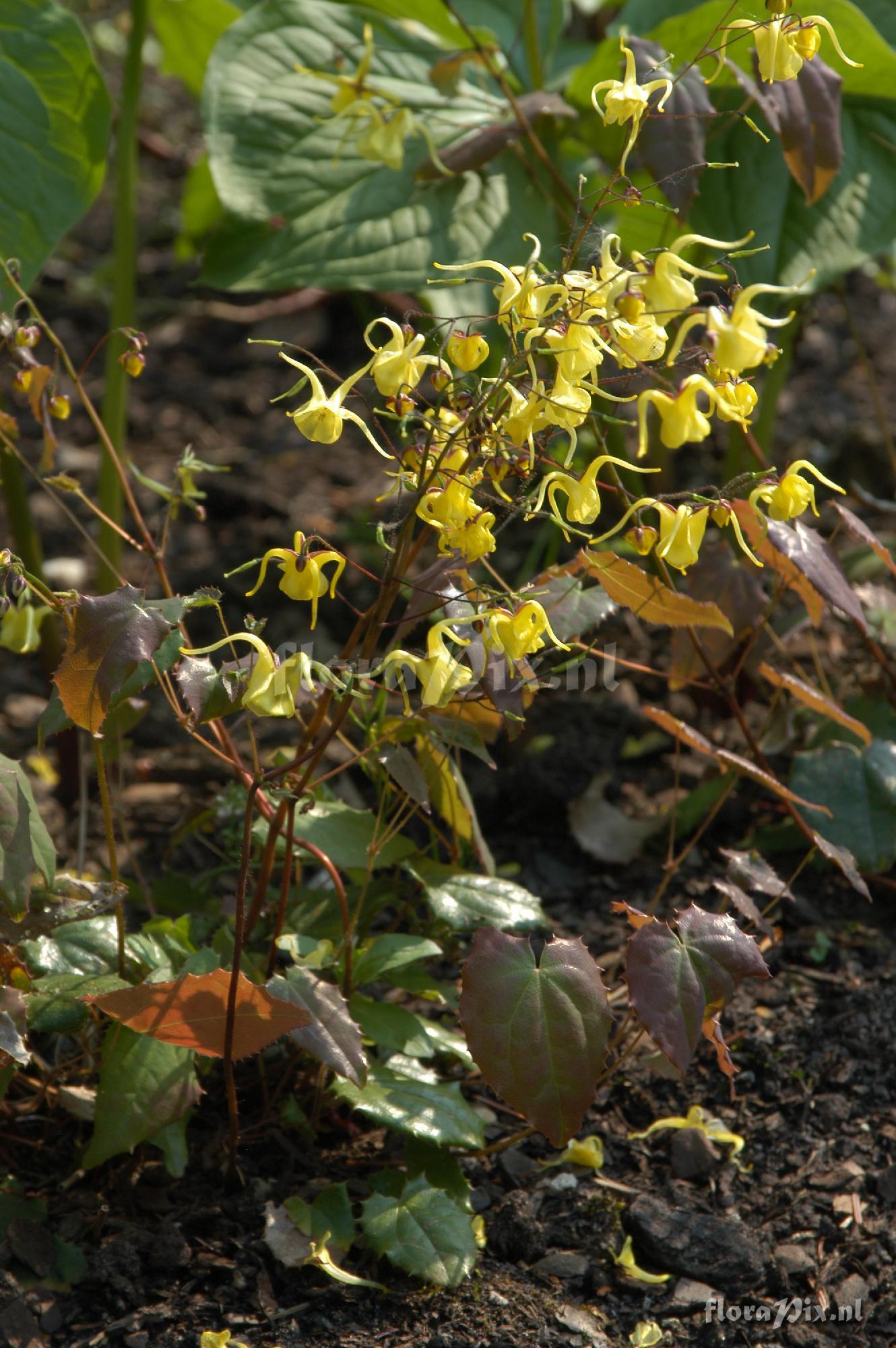 Epimedium davidii