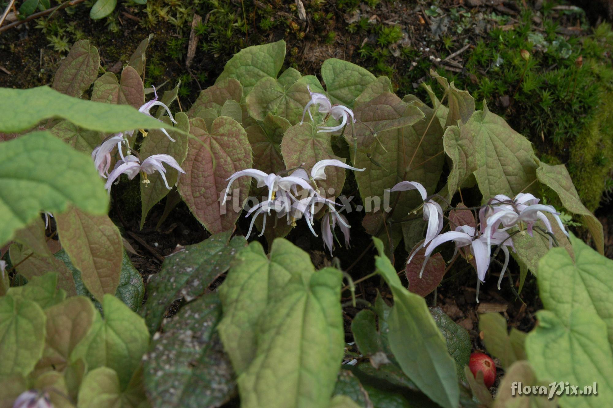 Epimedium leptorrhizum