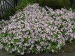 erodium pelargonifolium