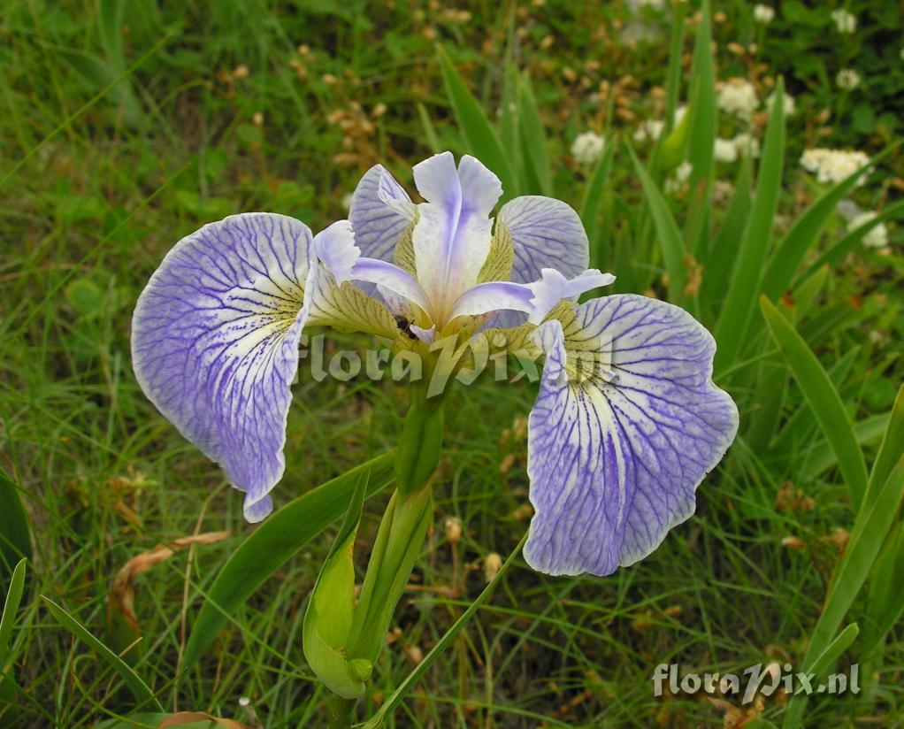 Iris hookeri