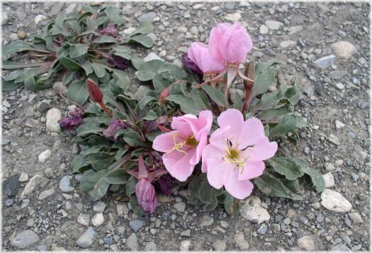 Oenothera caespitosa
