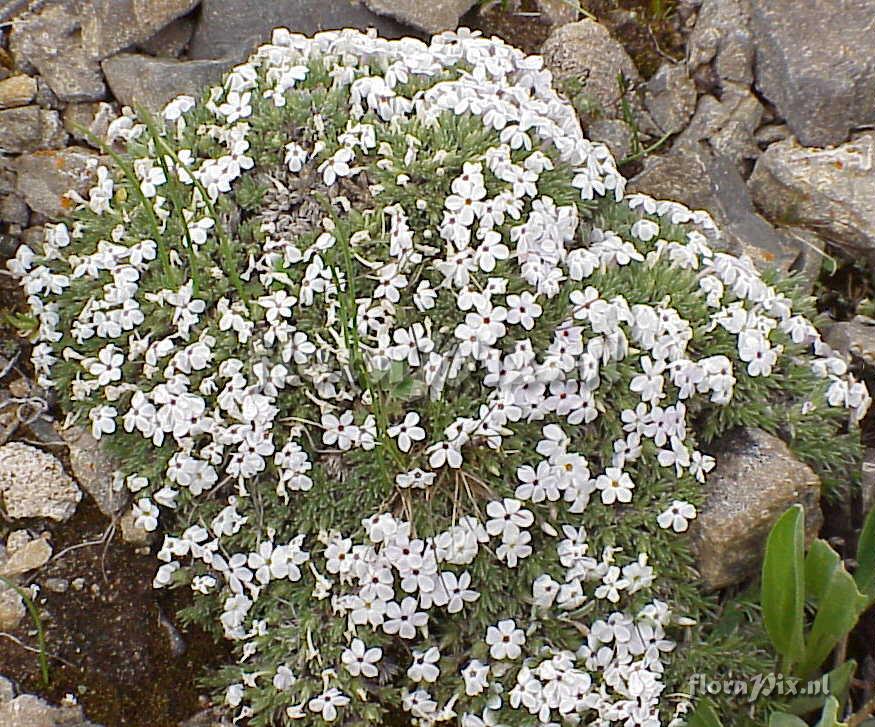 Phlox condensata