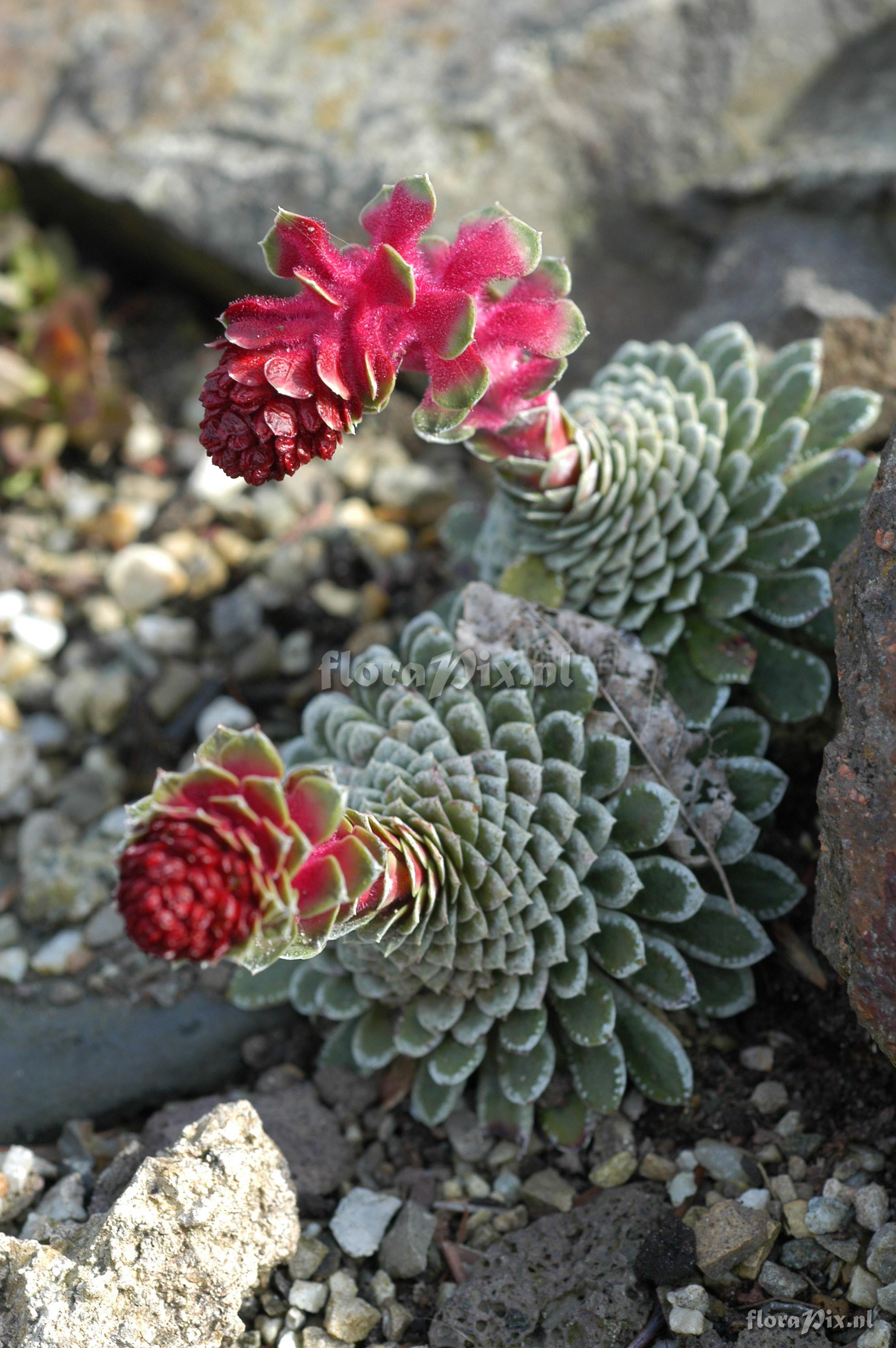 Saxifraga federici-augusti subsp. grisebachii