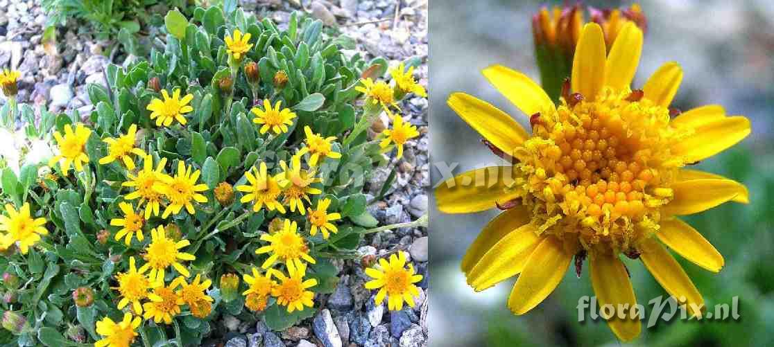 Senecio werneriaefolius var. alpinus