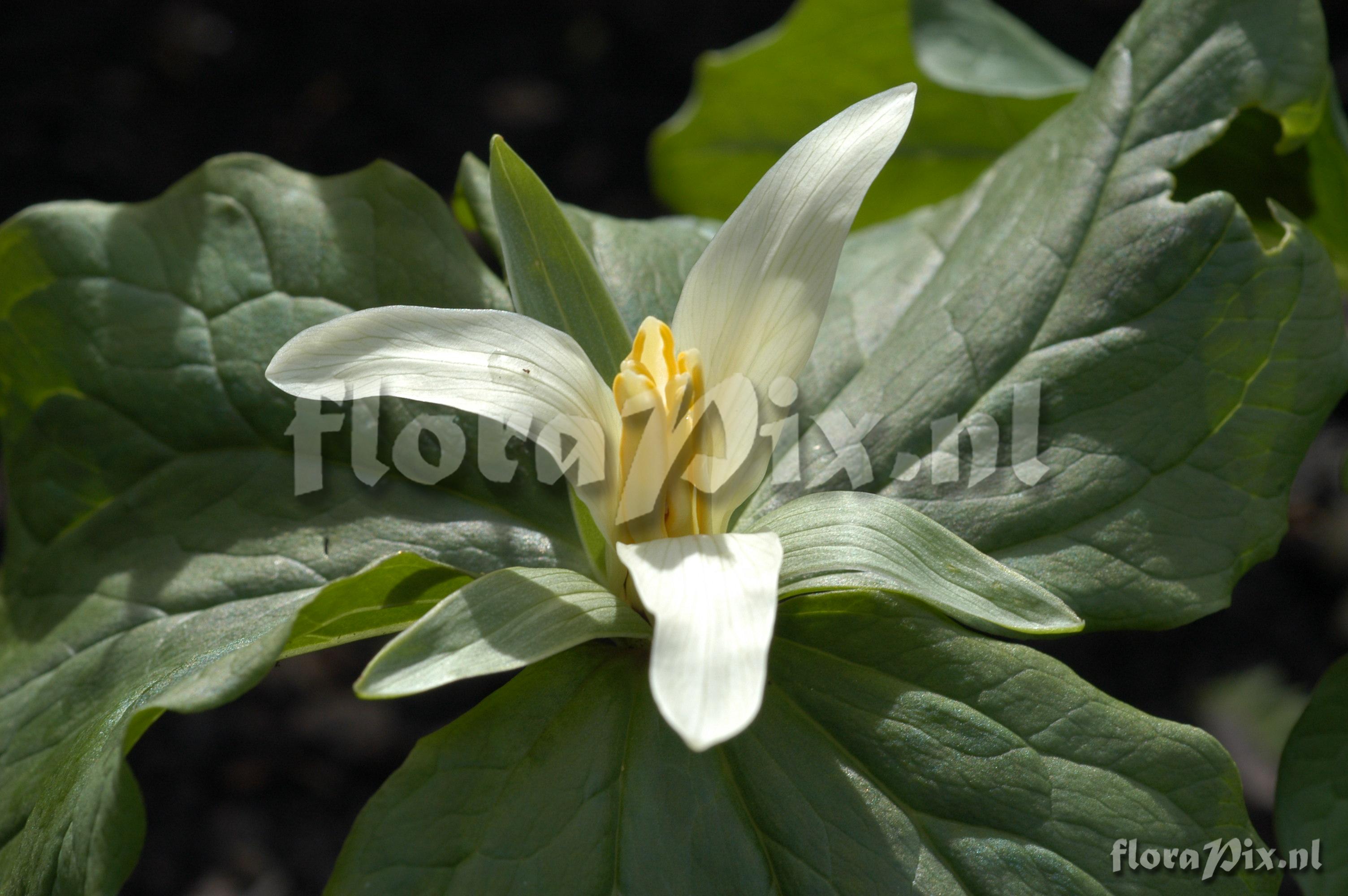 Trillium parviflorum