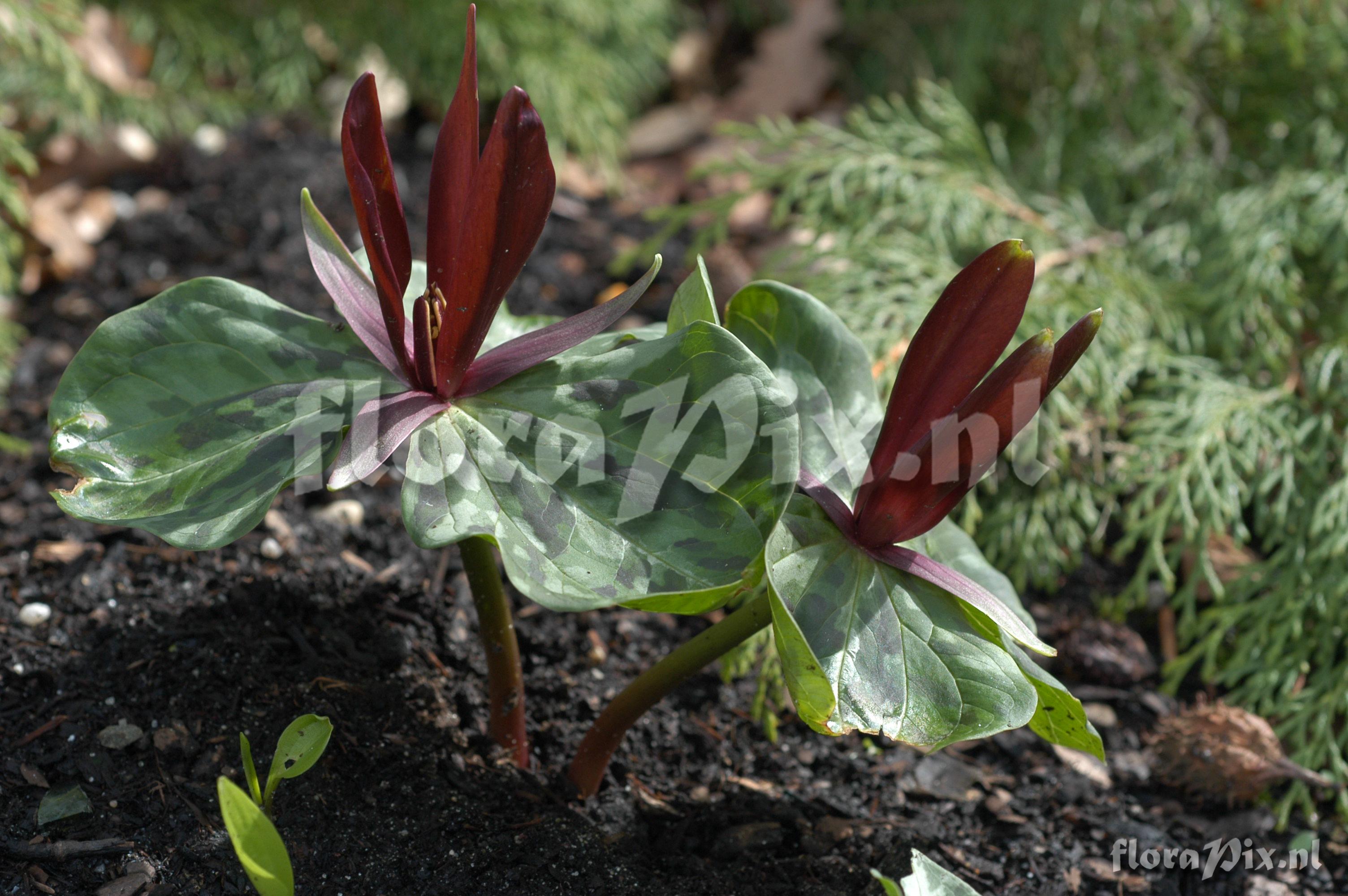 Trillium kurabayashii