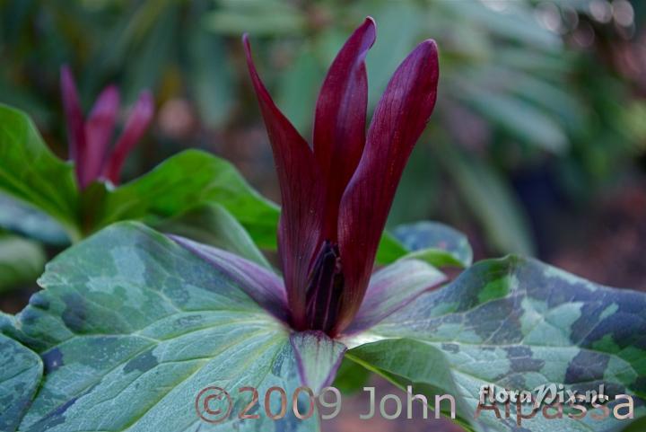 Trillium kurabayashii