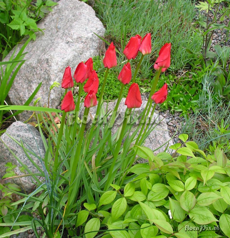 Tulipa batalinii 