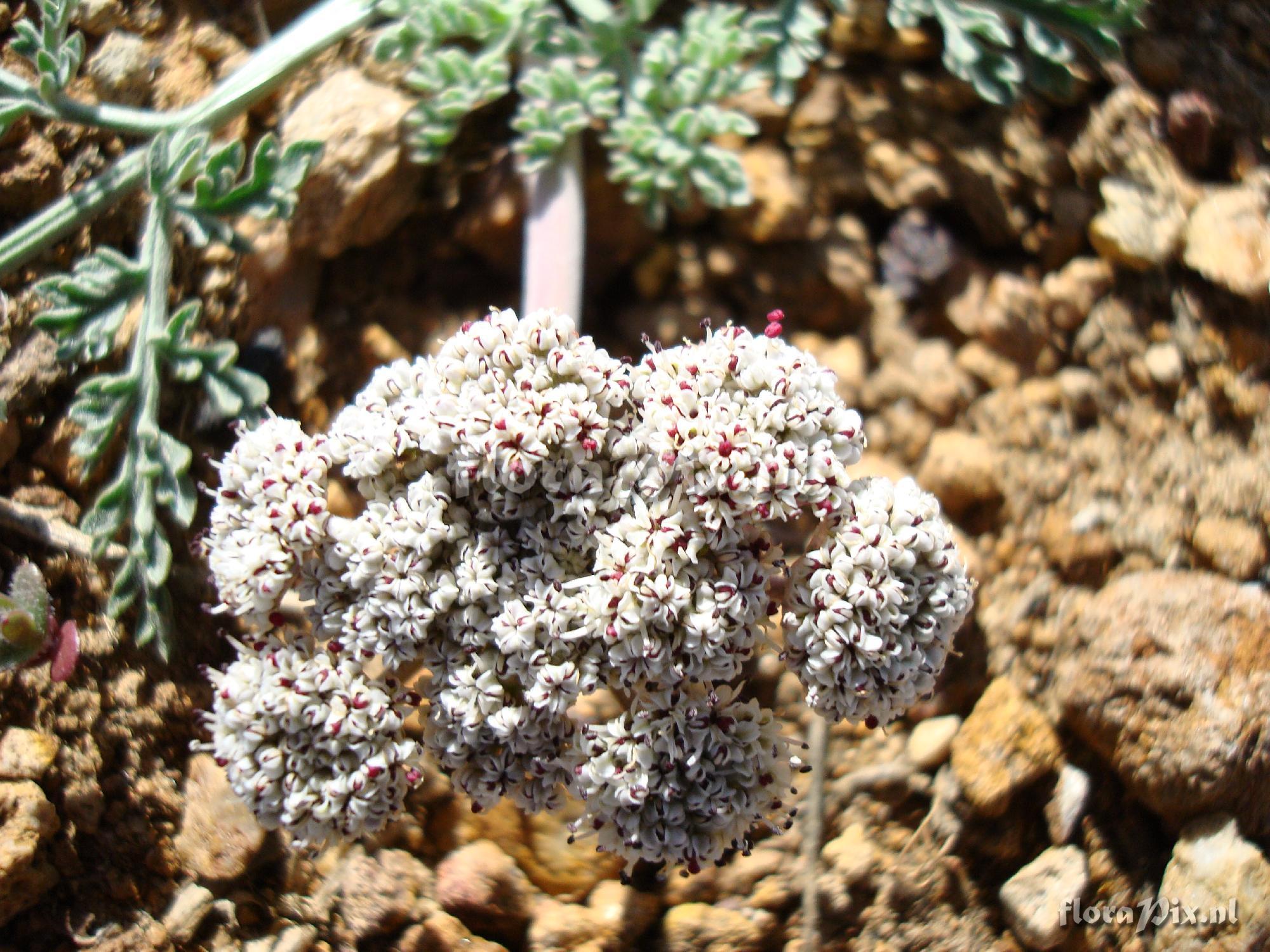Lomatium foenicaulaceum