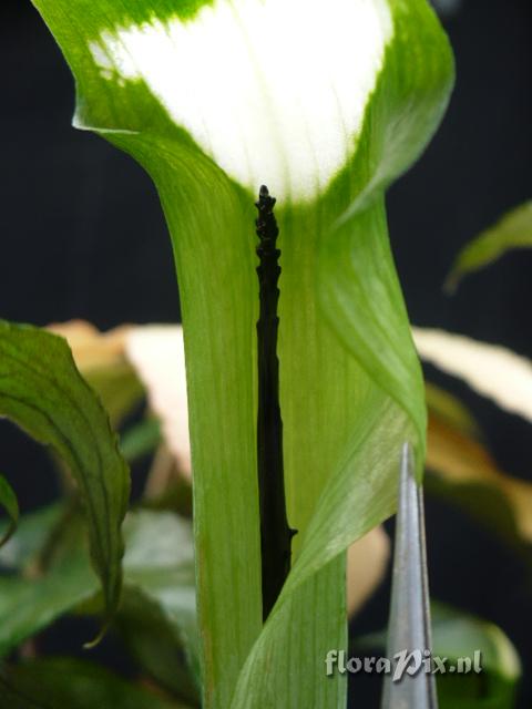 Arisaema spec.