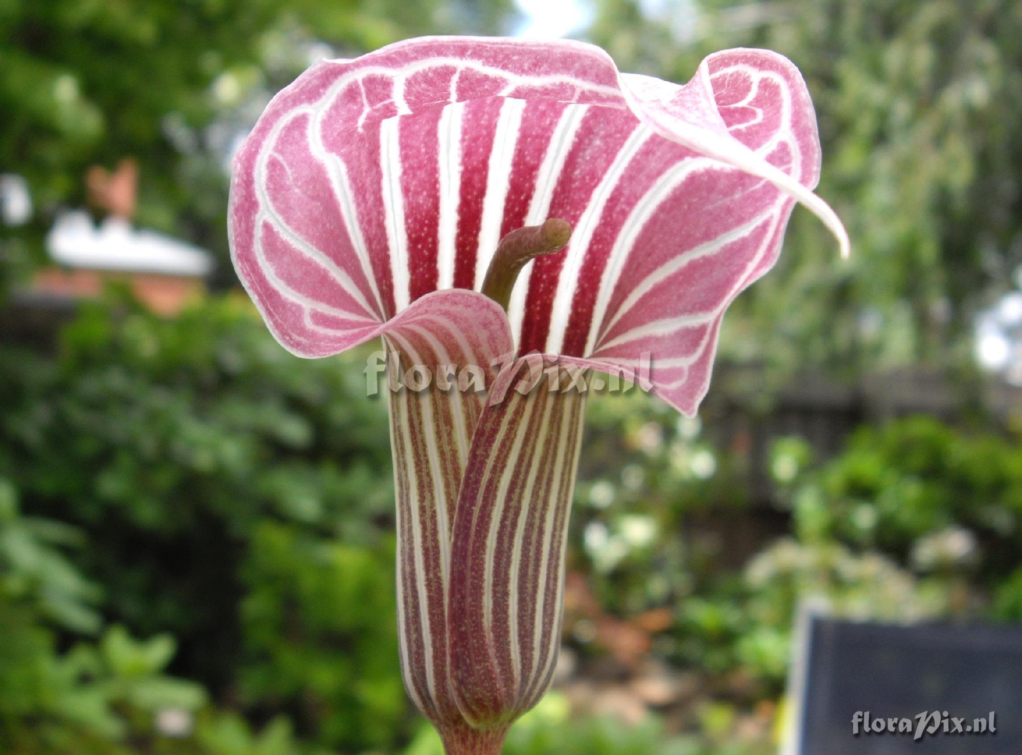 Arisaema candidissimum X A. fargessii