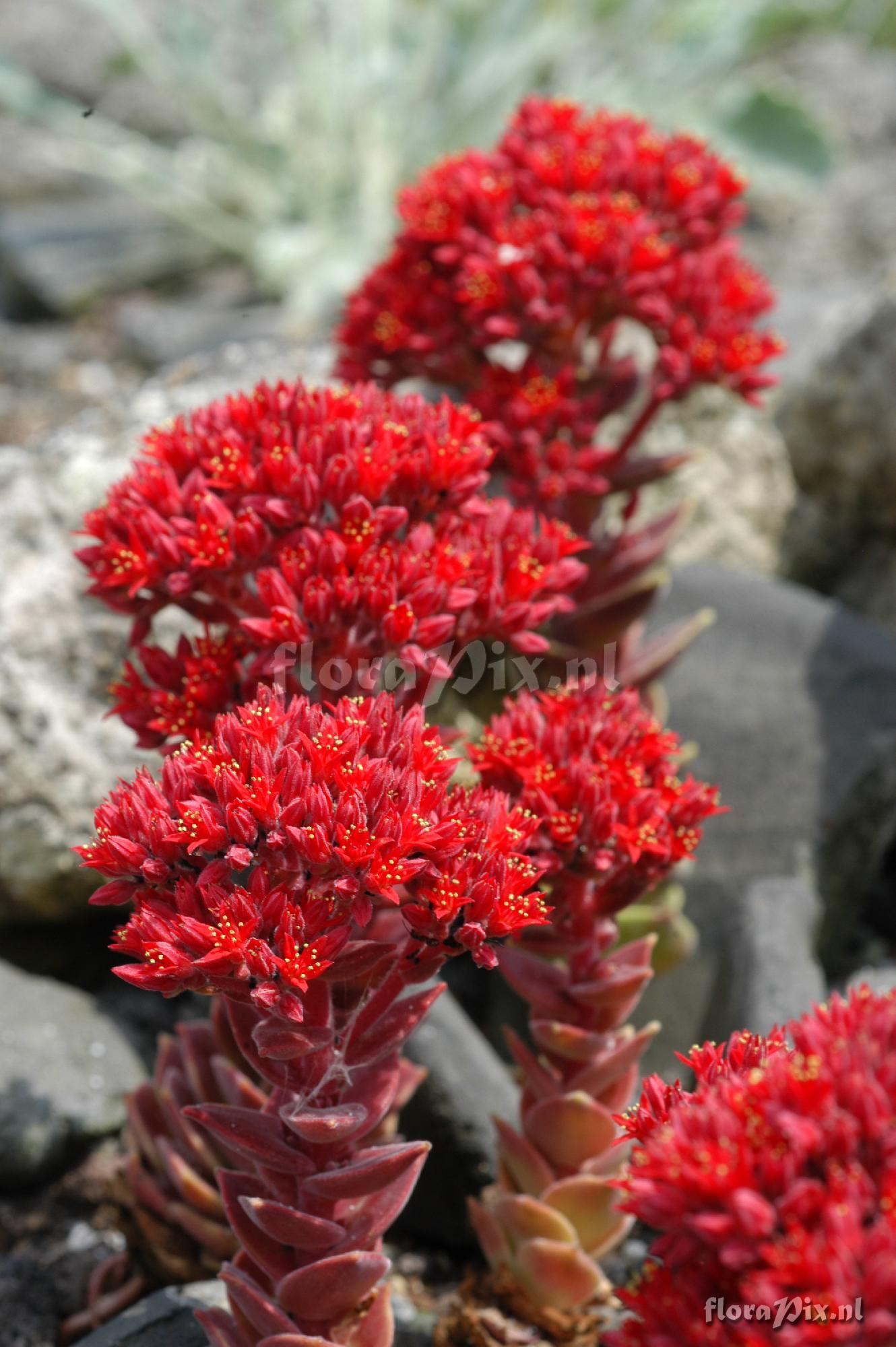 Sedum sempervivoides 