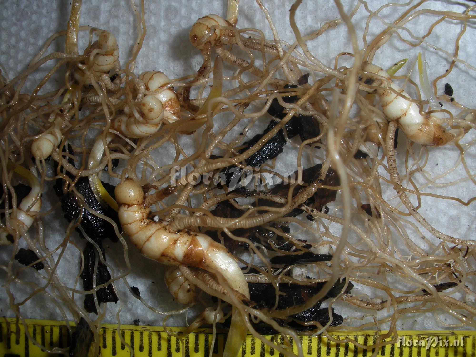 Trillium lancifolium seedling